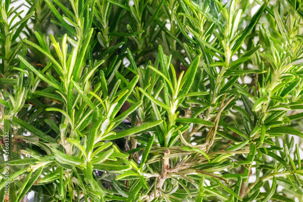 Background of green sprigs of rosemary Background of green sprigs of rosemary