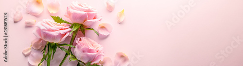 Sweet pink rose flowers for love romance background