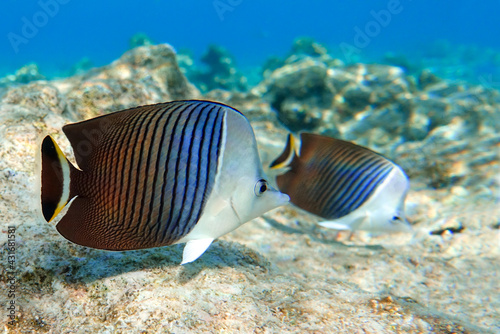 Coral fish - Tropical fish - Whiteface butterflyfish (Chaetodon mesoleucos ) in Red sea 