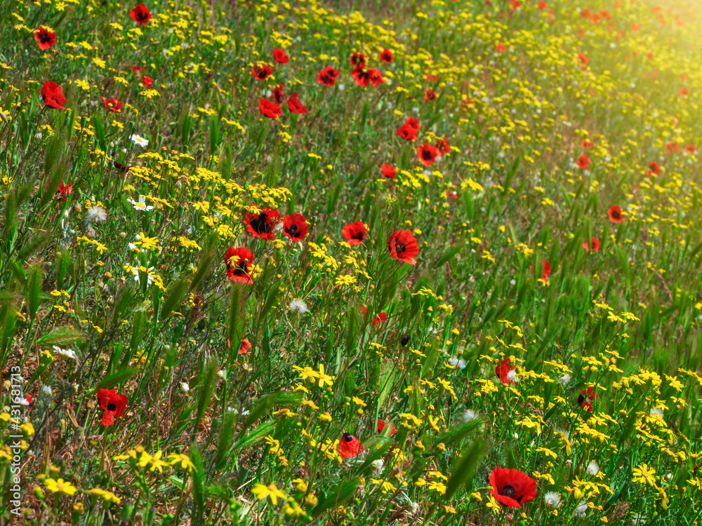 Summer sunny flower slope, mixed grass with mountain poppies. Natural floral background