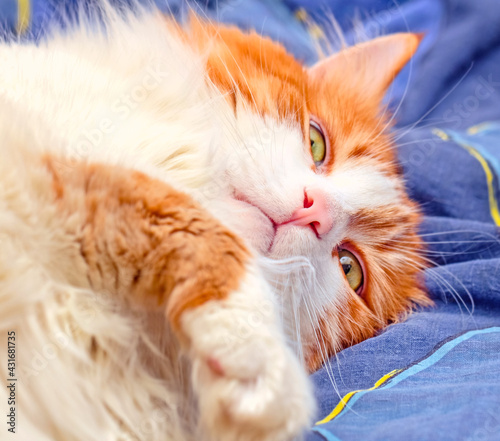 Fototapeta Naklejka Na Ścianę i Meble -  Portrait of red cat in nirvana