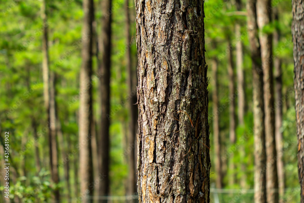 Pine trees with needles in the pine forest, Dalat Pine trees with needles in the pine forest, Dalat