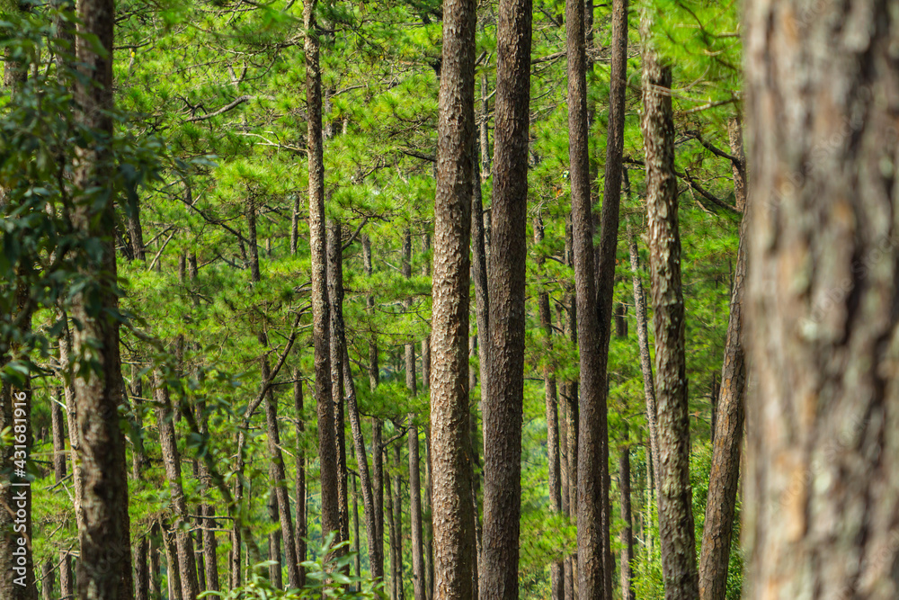 Fototapeta premium Pine trees with needles in the pine forest, Dalat