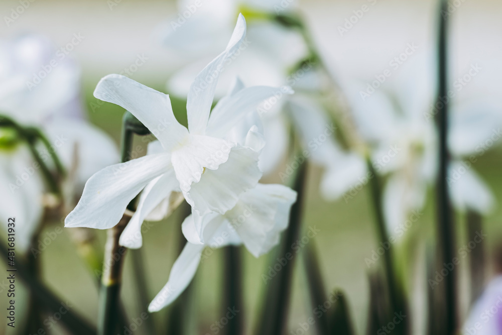 Close-up sur une fleur narcisse blanche dans le jardin	 - obrazy, fototapety, plakaty 