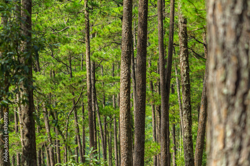 Pine trees with needles in the pine forest, Dalat © lunarvogel