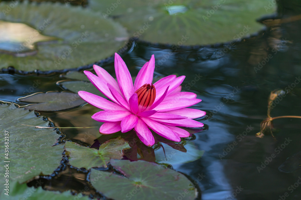 Water lily flower in the pond in the morning, Vietnam Water lily flower in the pond in the morning, Vietnam