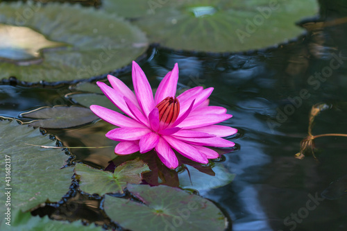 Water lily flower in the pond in the morning  Vietnam