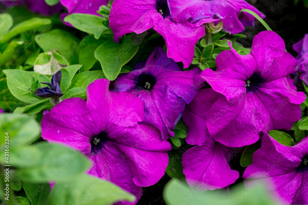 Beautiful purple petunia in the summer garden Beautiful purple petunia in the summer garden