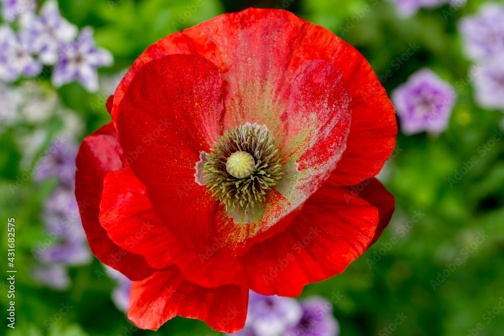 Red poppy with green pollen in the summer garden Red poppy with green pollen in the summer garden