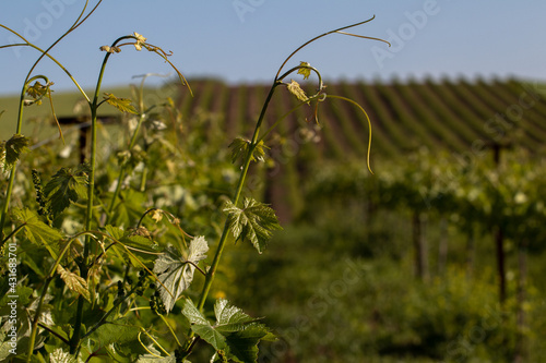 Yound vine and rows of vines on blur background,Greece.
