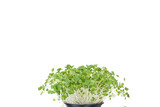 Bok choy micro greens in black pot isolated on white background with copy space. Micro green arugula sprouts. Young plants, seedlings and sprouts. Mockup, Macro, closeup.