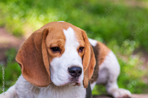 Portrait cute face Beagle dog on Meadow. closeup Beagle