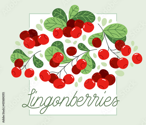 Fresh delicious ripe wild lingonberry vector flat illustration isolated on white, natural diet food vegetation tasty eating, forest wild berries series.