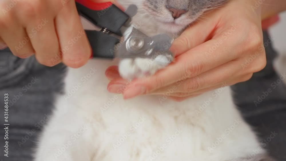 Grey with a white cat cut claws with special sheaths. close-up Grey with a white cat cut claws with special sheaths. close-up