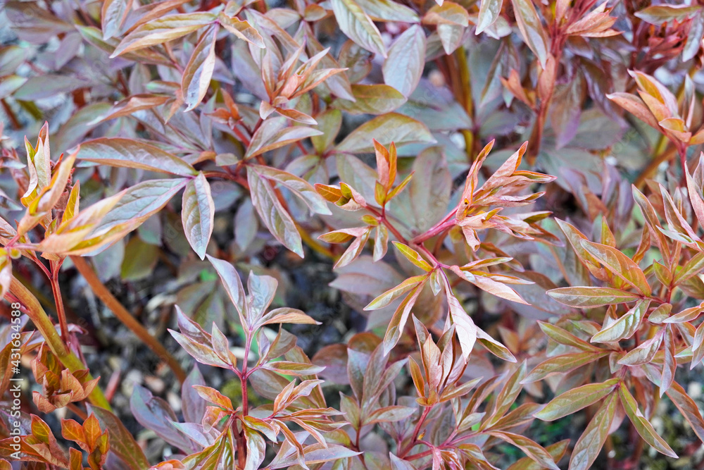 Bed with green-red leaves of a peony without flowers in the early growth phase. Perennials in the garden in spring. Bed with green-red leaves of a peony without flowers in the early growth phase. Perennials in the garden in spring.