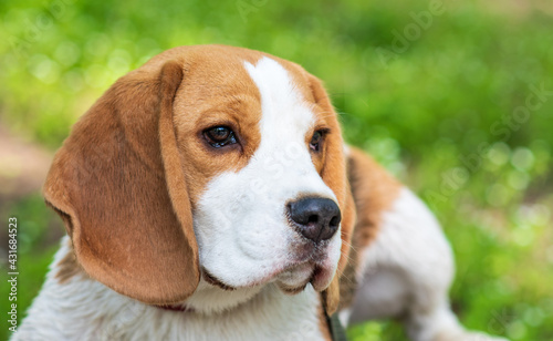 Portrait cute face Beagle dog on Meadow. closeup Beagle © Anna