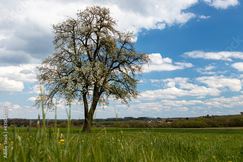 Oberschwäbische Kulturlandschaft im Frühling Wiesen, Bäumen und Wolkenhimmel
