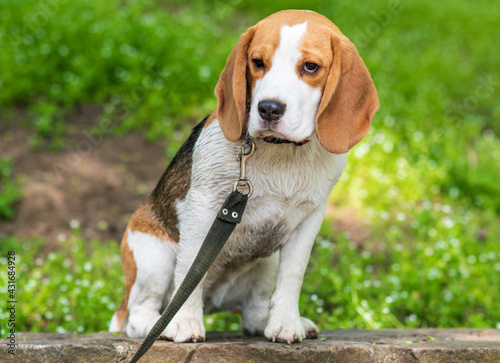 Portrait of cute beagle dog in nature