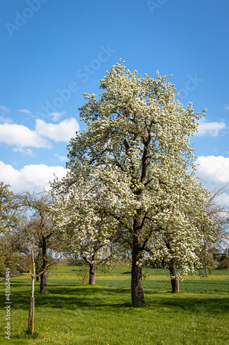 Oberschwäbische Kulturlandschaft im Frühling mit Wiesen, Bäumen und Wolkenhimmel