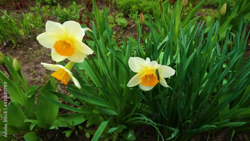 A garden plot in which flowers of narcissus are grown A garden plot in which flowers of narcissus are grown