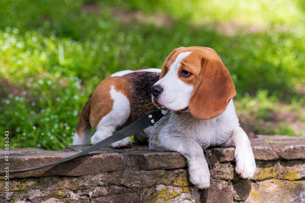 Portrait of  cute beagle dog in nature