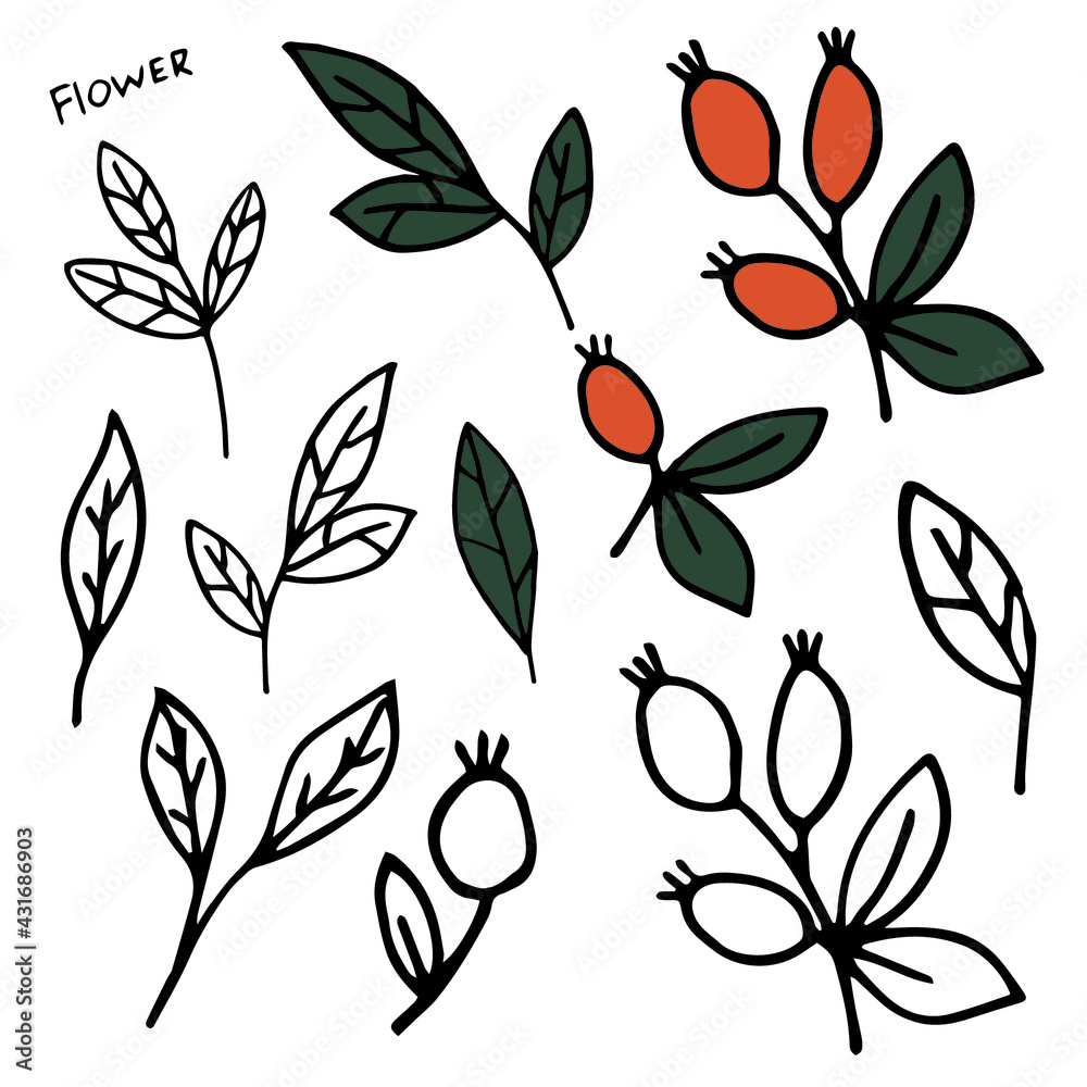 a set of rosehip elements a set of rosehip elements