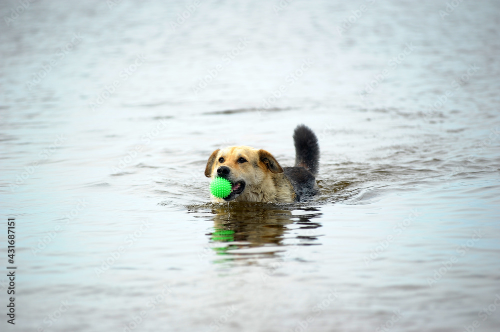 dog playing in the lake in the summer