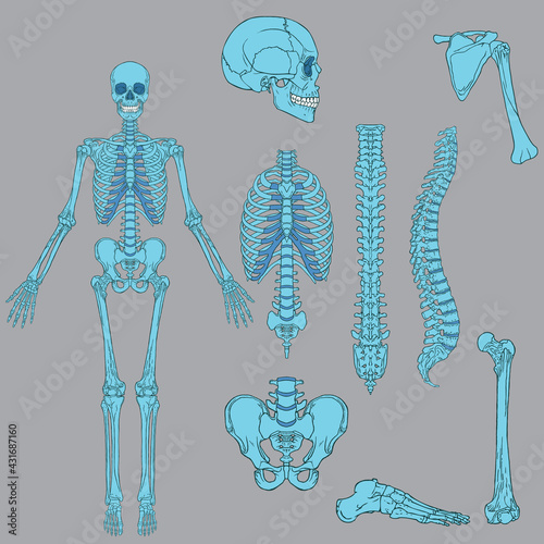 Light Blue Color Human skeleton structure vector drawing