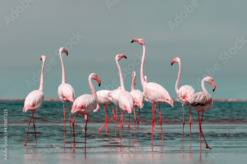 Wild african birds. Group birds of pink african flamingos walking around the blue lagoon on a sunny day