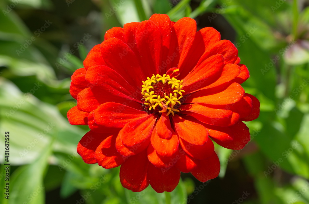 Blooming red zinnia (Lat. Zinnia) close-up Blooming red zinnia (Lat. Zinnia) close-up