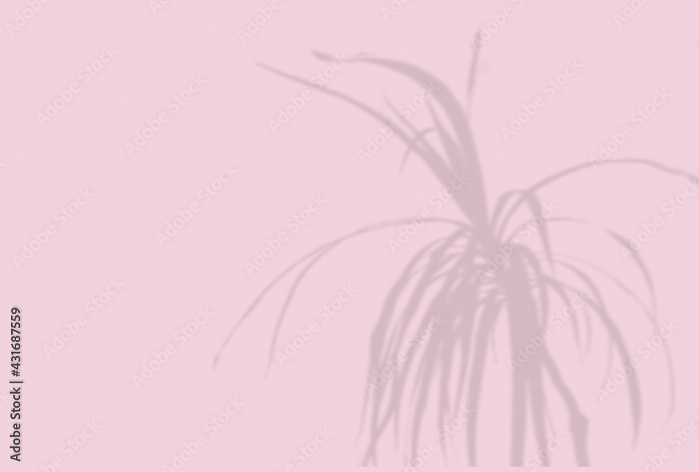 Summer background of plant shadows. Shadow of an exotic plant on a pink wall. Mockup