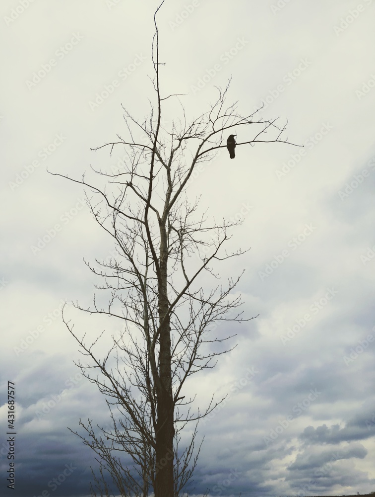 The silhouette of a leafless tree with a bird sitting on a bare branch. Against the background of gray clouds. The silhouette of a leafless tree with a bird sitting on a bare branch. Against the background of gray clouds.