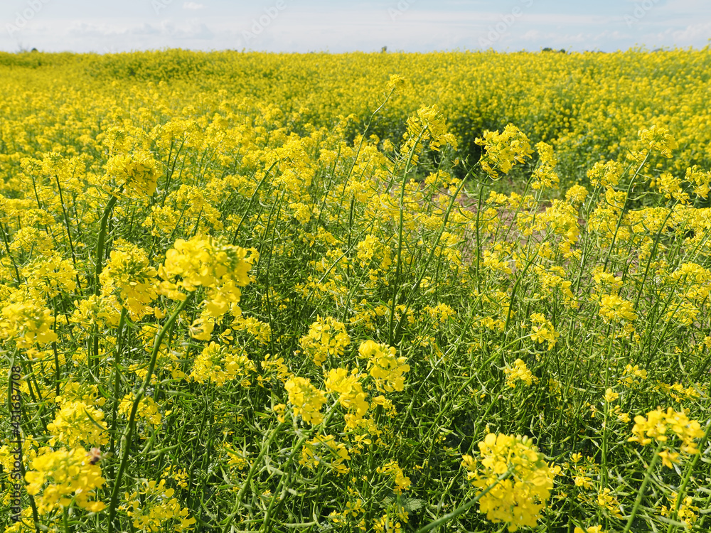 Italy. Countryside, rapeseed land. Yellow flowers and blue sky. Italy. Countryside, rapeseed land. Yellow flowers and blue sky.