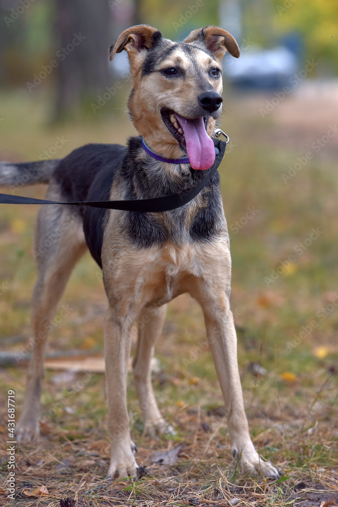 mongrel dog brown and gray sticking out his tongue, pleased