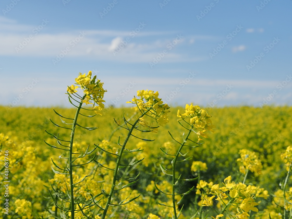 Italy. Countryside, rapeseed land. Yellow flowers and blue sky.