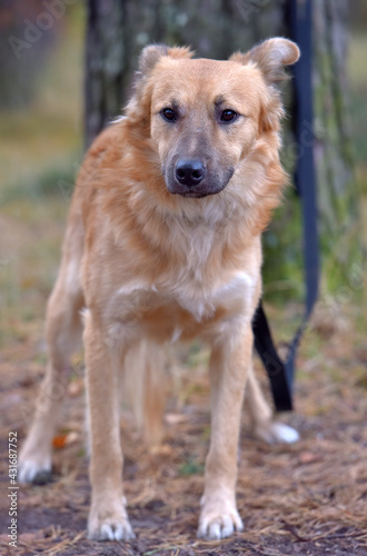 ginger mongrel dog at animal shelter