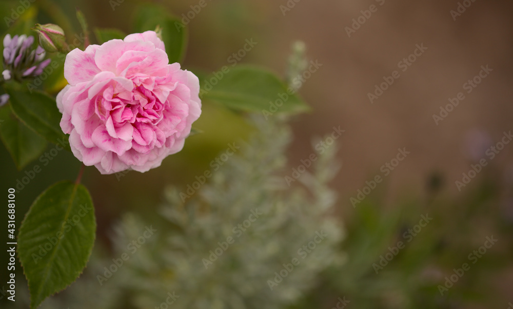 Pink old fashioned cabbage rose, fully open, natural macro floral background
Pink old fashioned cabbage rose, fully open, natural macro floral background