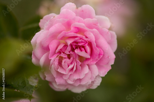 Pink old fashioned cabbage rose, fully open, natural macro floral background
 photo