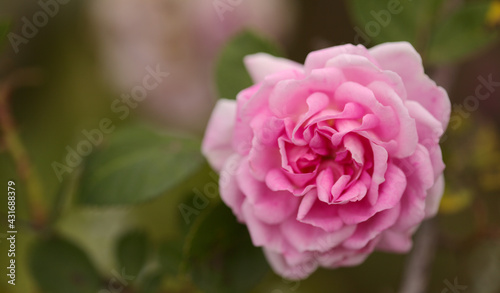 old fashioned pink climbing rose macro floral background