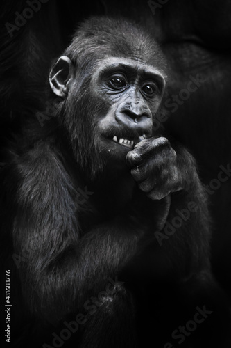 Cute baby gorilla gnaws something with white teeth holding in his hands, expressive eyes anxious look