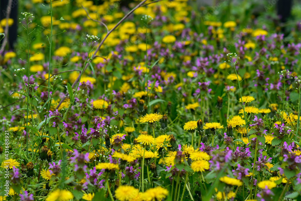 a spring meadow with lots of yellow dandelions. Spring concept