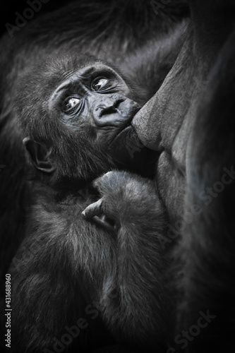 Baby gorilla greedily sucks milk from mother's breast and looks back with concern © Mikhail Semenov