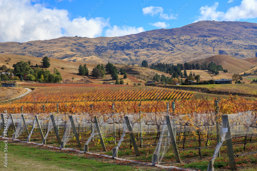 A vineyard in autumn, with bright yellow leaves on the grapevines. Photographed on the outskirts of Cromwell, New Zealand