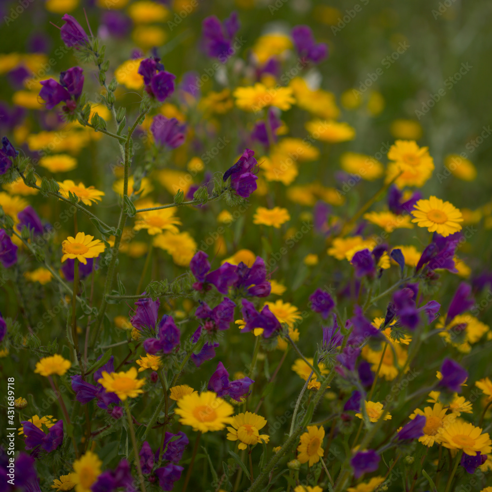 Flora of Gran Canaria -  Coleostephus myconis, corn marigold isolated on black
