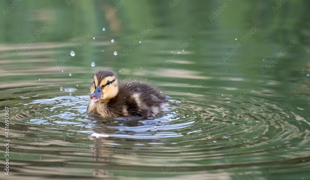 Newly born duckling on the water in the lake at Pinner Memorial Park, Pinner, Middlesex, north west London UK, photographed on a sunny spring day. Newly born duckling on the water in the lake at Pinner Memorial Park, Pinner, Middlesex, north west London UK, photographed on a sunny spring day.