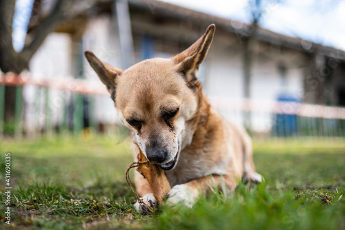 small brown dog chewing a bone