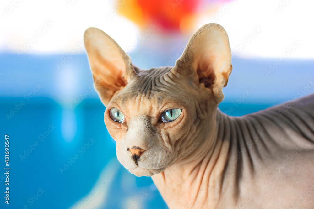 A domestic Canadian Sphynx cat with blue eyes is looking at the camera. A muzzle