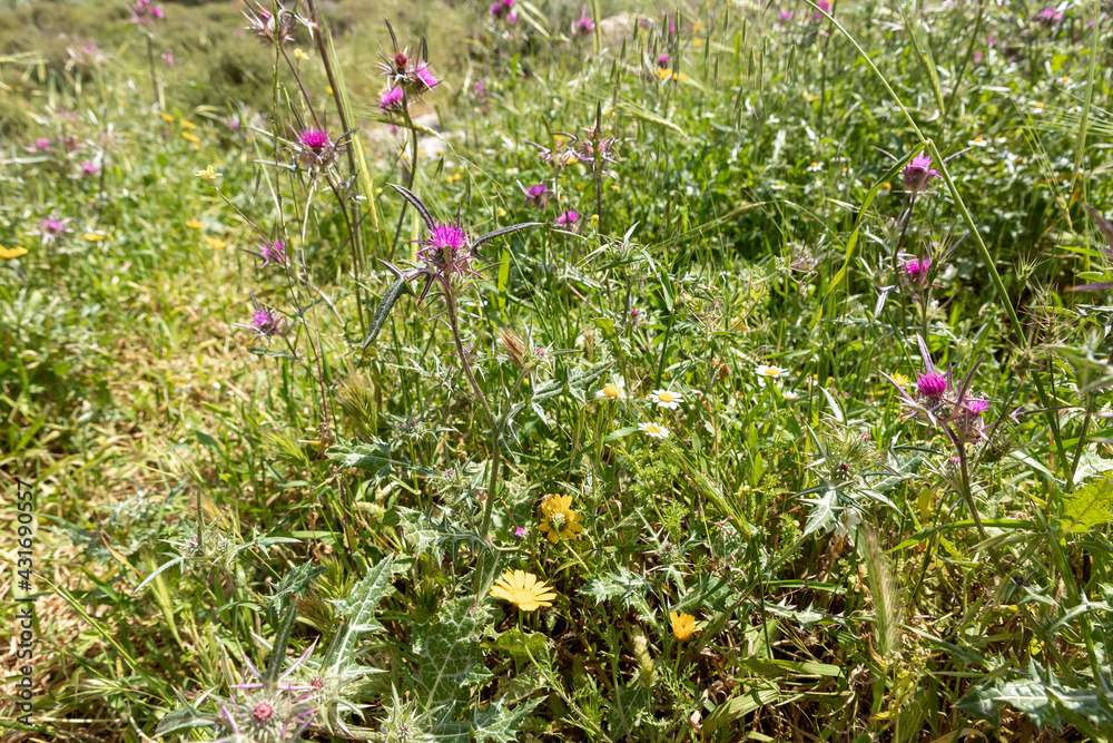 Small thickets of Common Thistle - Silybum marianum - grow in the meadow in spring, near the excavations of the ancient Maresha city, in Beit Guvrin, near Kiryat Gat, in Israel Small thickets of Common Thistle - Silybum marianum - grow in the meadow in spring, near the excavations of the ancient Maresha city, in Beit Guvrin, near Kiryat Gat, in Israel