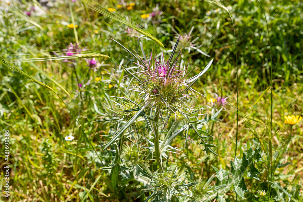 Small thickets of Common Thistle - Silybum marianum - grow in the meadow in spring, near the excavations of the ancient Maresha city, in Beit Guvrin, near Kiryat Gat, in Israel Small thickets of Common Thistle - Silybum marianum - grow in the meadow in spring, near the excavations of the ancient Maresha city, in Beit Guvrin, near Kiryat Gat, in Israel