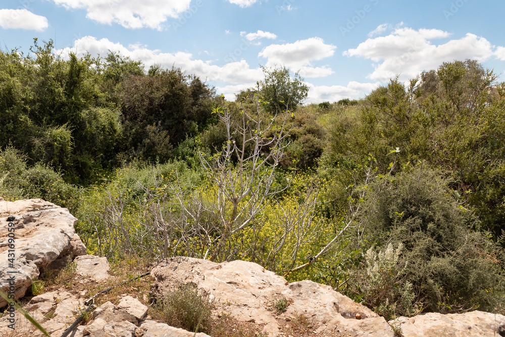 Nature near the excavations of the ancient Maresha city in Beit Guvrin, near Kiryat Gat, in Israel Nature near the excavations of the ancient Maresha city in Beit Guvrin, near Kiryat Gat, in Israel